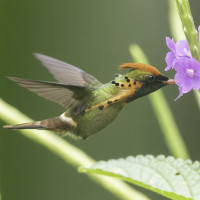 Tufted Coquette